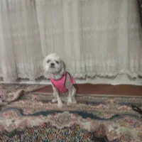 واگذاری سگ غیر رایگان|سگ|ورامین, ورامین|دیوار