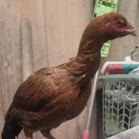 مرغ لاری جوان