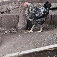 خروس گلین و مرغ محلی