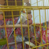 یک جفت عروس هلندی|پرنده|فردوسیه, |دیوار