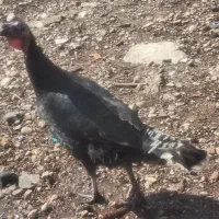 بوقلمون برنز|حیوانات مزرعه|مرودشت, بیست متری بیمارستان|دیوار