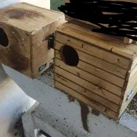 لونه طوطی برزیلی و مرغ عشق|لوازم جانبی حیوانات|صدرا-فارس, فاز ۱|دیوار