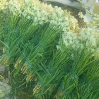 بذر  مریم|گل و گیاه طبیعی|اصفهان, دانشگاه اصفهان|دیوار