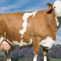 فروش خرید گاو گوساله تلیسه نوبر نقدی