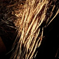 زغال( برگ و چوب تن با کو)|عمدهفروشی|اصفهان, رکن الدوله غربی|دیوار