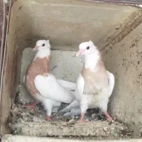 جوجه طوقی زرد