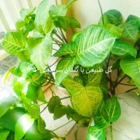 گل طبیعی|گل و گیاه طبیعی|شاهینشهر, حافظ جنوبی|دیوار