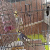 یه جفت عروس هلندی