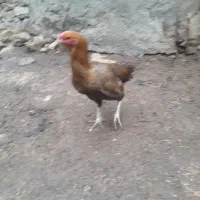 مرغلاری|حیوانات مزرعه|گرمخان, |دیوار