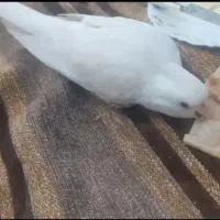 عروس هلندی آلبینو