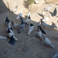 پنجاه طوق کفتر پرشی رنکی آس