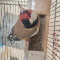 سهره نر دهنزن وماده قناری