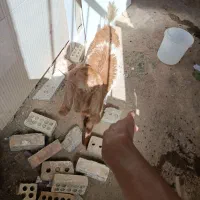 بزغاله جنس دار ماده