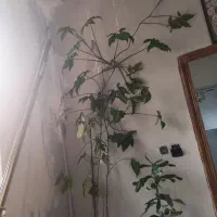 گلها خانگی به علت جابه جایی می فروشم