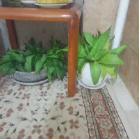 گلهای سرحال وزیبا|گل و گیاه طبیعی|زنجان, |دیوار