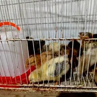 50 عدد جوجه گلپایگانی 15 روزه