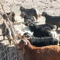 50عدد بزغاله فروشی|حیوانات مزرعه|تفتان, |دیوار