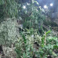 فروش ویژه گلهای آپارتمانی و ویلایی|حراج|صفادشت, |دیوار