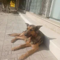 واگذاری سگ بازی گوش|سگ|ضیاء آباد, |دیوار