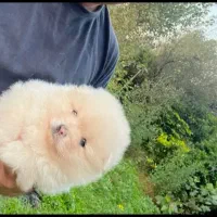 پامرین|سگ|قائم‌شهر, |دیوار