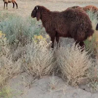 بره نر افشار