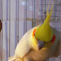 *پرنده سـرای کاکـادو*|پرنده|سنندج, |دیوار