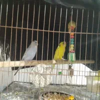 جفت مولد طوطی|پرنده|لاهیجان, بازکیاگوراب|دیوار