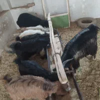 بزغاله بز بره کره دوبور گوسفند|حیوانات مزرعه|فلاورجان, |دیوار