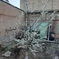 سوییت اجاره ای...خانه اجاره ای4mb