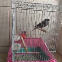 مرغ مینا|پرنده|مرودشت, ابوذر شمالی‎|دیوار