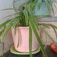 گل و گیاه|گل و گیاه طبیعی|سبزوار, پاسداران|دیوار