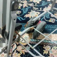 کالسکه بدنه نو