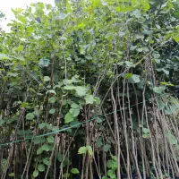 فروش فندق ریشه پرس 1ساله