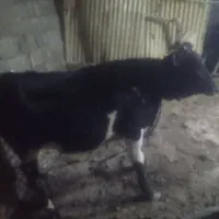 گوساله ۱۵ماهه ماده محلی