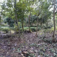 زمین کشاورزی مناسب برای گلخانه|فروش زمین و ملک کلنگی|واجارگاه, |دیوار