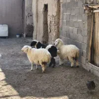 ۳ عدد بره|حیوانات مزرعه|خاش, |دیوار