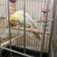 عروس شاه تخم سخنگو|پرنده|رباطکریم, رباطکریم|دیوار