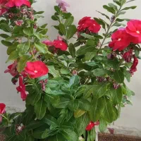 گل طبیعی زیبا|گل و گیاه طبیعی|مریوان, |دیوار