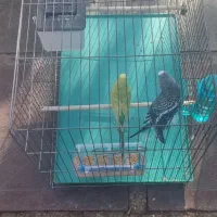 یجفت مرغ عشق|پرنده|اهواز, کوی رمضان|دیوار