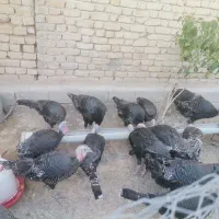 بوقلمون محلی