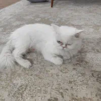 گربه پرشین ماده