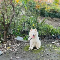 سامویید ماده خالص فروش و معاوضه