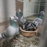 کبوتر سبز آلمانی پلاکی. سفید آلمانی. ساده|پرنده|مشهد, کارمندان دوم|دیوار