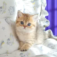 بریتیش شورت هیر|گربه|تهران, شهرک آزمایش|دیوار