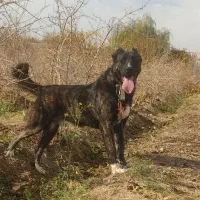 واگذاری سگ همه چی تموم