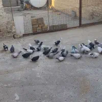 کفتره دهن خورده