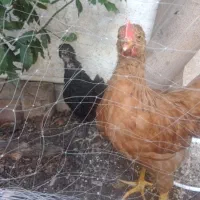 دو عدد جوجه مرغ خروس