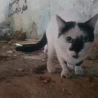 واگذاری گربه