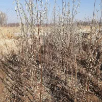 نهال درخت سنجد حاج حسین وقیزیل سنجد،سنجد طلا