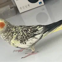 عروس هلندی ماده گلباقالی کار داده